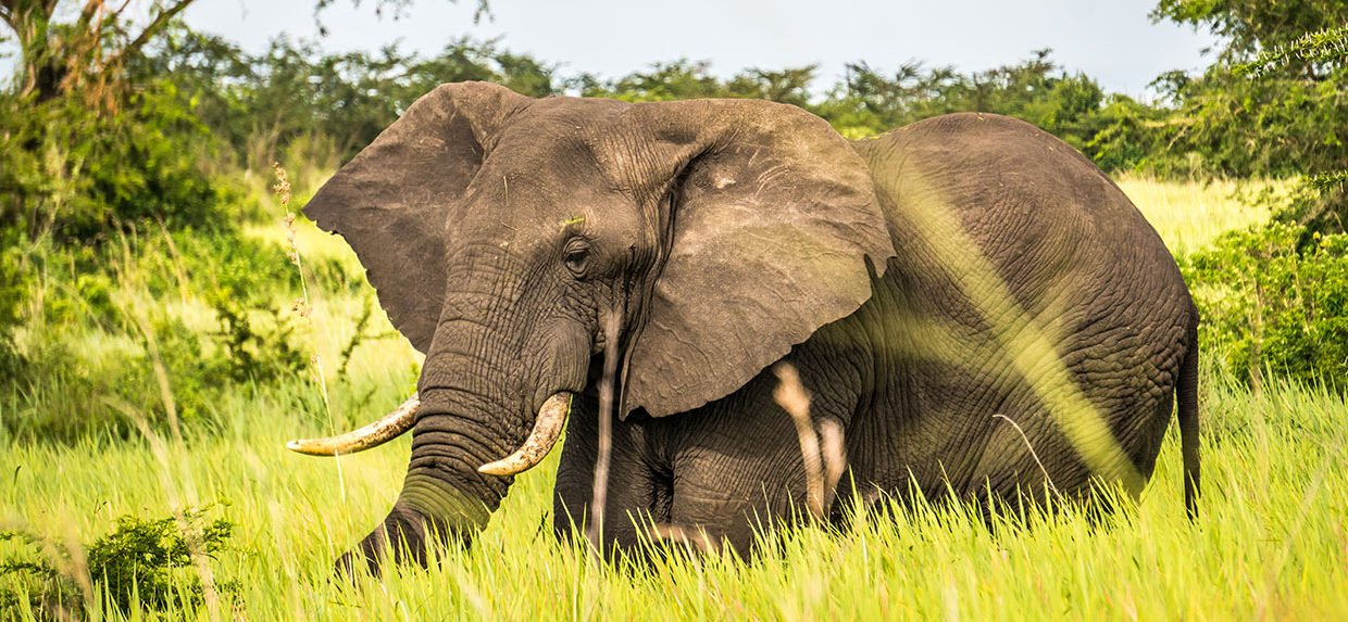 African Elephant