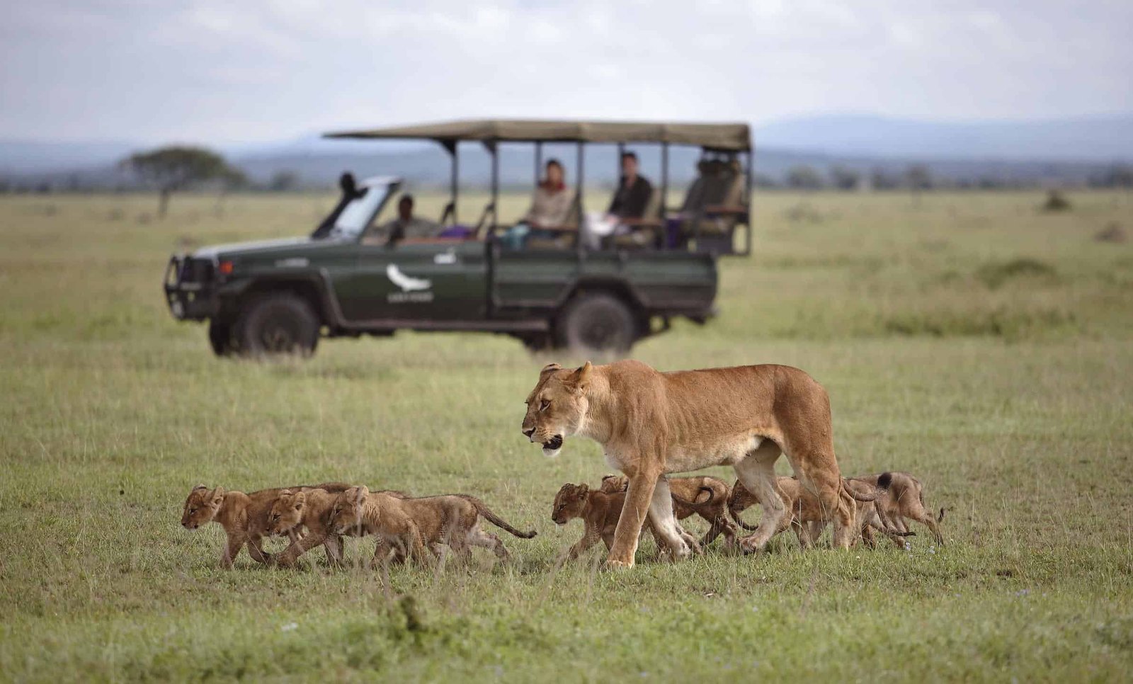 African Lion