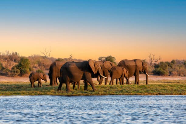 African Animals